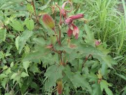 Image result for Clappertonia ficifolia