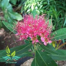 Thus, it is prone to checks and splits when drying occurs too rapidly or unevenly. Jual Tanaman Hias Santos Lemon Bunga Merah Bibit Santos Lemon Pohon Santos Lemon Santos Semon Tanaman Hias Xantossemon Merah Bibit Pohon Santosemon Murah Mei 2021 Blibli