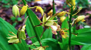 Types of Orchids: 47 Different Orchid ...