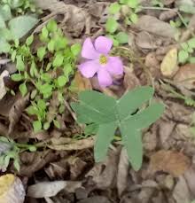 Image result for Oxalis obliquifolia