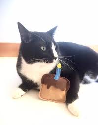 Cat Birthday Cake Catnip Toy Vegan Cat Toys Etsy Cat Toys Cool Cat Toys Vegan Cat