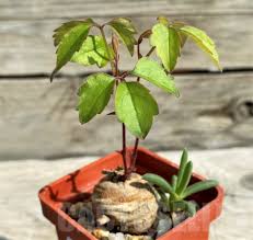 Image result for Cyphostemma adenocaule