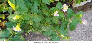 Image result for Lantana tiliifolia