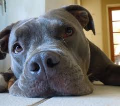Maybe you would like to learn more about one of these? 5 Common Pitbull Health Conditions Symptoms Prevention