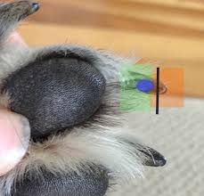 how to trim dogs nails including black