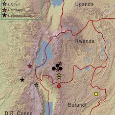 Image result for Impatiens psychadelphoides