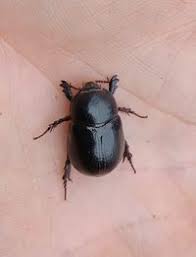 Image result for Pentodon