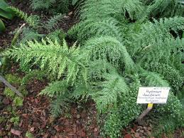 Image result for Asplenium preussii