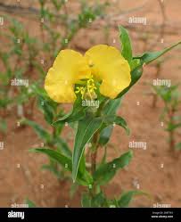 Image result for Commelina africana