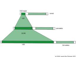 Trinucleotide Disorders Huntingtin And Huntington S Disease