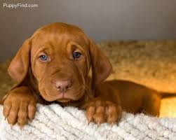 Explore 95 listings for vizsla puppies for sale at best prices. Vizsla Puppies Are The Cutest With Their Blue Eyes Wrinkles The Blue Turns To A Rust Color To Match Their Coat When They Vizsla Puppies Vizsla Vizsla Dogs