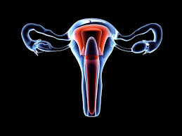 Para perempuan, pernah gak sih ngerasa sakit saat berhubungan intim? Mengenal Organ Reproduksi Wanita Alodokter