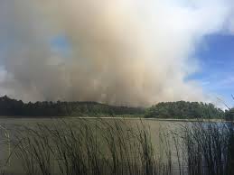Los estados de idaho y oregón han sido los más afectados. Incendios Forestales En Brandenburg Alemania Impacto Y Medidas De Prevencion Preferred By Nature Global