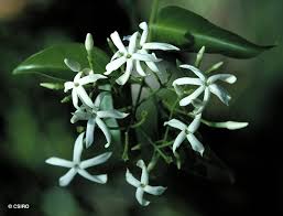 Image result for Jasminum schimperi
