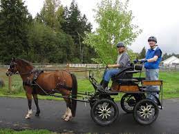 We did not find results for: Carriages For Sale And Wanted North America Only Facebook