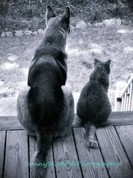 German Shepherd And Tabby Cat Sittin 39 On The Porch Black And White Photography Fine Art Print Animal Photography Tabby Cat Animal Photography Cats