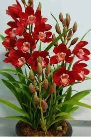 Elegant Red Orchid Elegant Orchid Orchideen Red Orchid Flower Red Orchids Beautiful Orchids