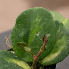 Image result for Ozoroa obovata