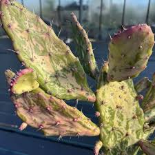 Image result for Opuntia monacantha