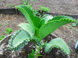 Pin En Todo Sobre Plantas