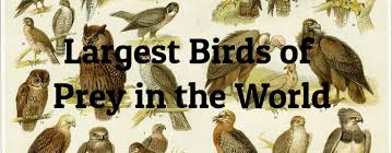 7 Largest Birds Of Prey In The World Largest Org