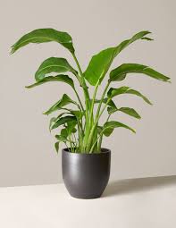Bird Of Paradise Plant Leaves Curling And Turning Brown All About The Bird Of Paradise Plant Care Articles How Tos The Sill