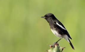 Tips membedakan decu kembang jantan dan betina, decu kembang jantan memiliki warna bulu itam pekat warna perut putih. Perbedaan Jantan Betina Burung Decu Kembang Daftar Harga Burung Decu Terbaru September 2020 Terlengkap Jantan Punya Kemampuan Vokal Yang Hebat Dan Betina Cukup Tenang Nerissa Estridge