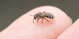 That investment is about $200/hive. Keeping Sweat Bees Away How To Repel Sweat Bees When Outdoors