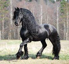 It is believed that during the middle ages, ancestors of friesian horses were in great demand as war horses throughout continental europe. Pin By Nancy On Horses Horses Friesian Horse Pretty Horses