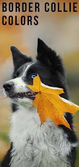 Learn everything about border collie dog dog, including health and care information. Border Collie Colors Patterns And What They Mean