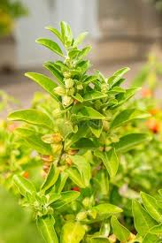 Image result for Withania somnifera