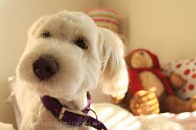 The goldendoodle is an affectionate and gentle dog that has gained popularity since he was first developed in 1990s. Doodle Haircuts To Swoon Over Tons Of Pictures