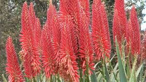 Image result for Aloe plowesii
