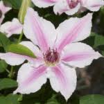 Image result for Monanthotaxis afra