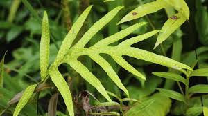 Image result for Microsorum scolopendria