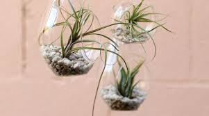 Display air plants however you like: Air Plant Display In A Hanging Terrarium Sunset Magazine