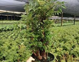 Image result for Polyscias fruticosa