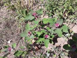 Image result for Chenopodium giganteum