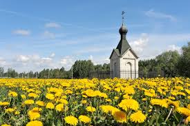 The dandelion also has another means of reproduction. God S Lessons Through Dandelions