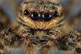 augen fotos bilder auf fotocommunity foto bilder tiere tierkopfe