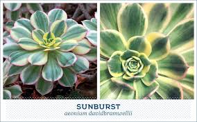 20 Popular Types Of Succulents Ftd Com