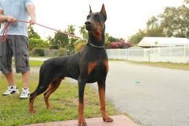 You can view hundreds of listings of dogs for sale from around the country in one convenient location, 24 hours a day, 7 days a week. Purebred Doberman Puppies For Sale For Sale In Homestead Florida Animals Nstuff