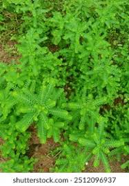 Image result for Phyllanthus fraternus