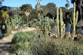 Stanford cactus garden family session with the picone. Arizona Cactus Garden Wikipedia