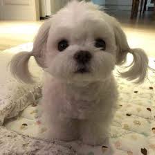 Instagram Da Onur Gurur Ve Vakur Merhaba Arkadaslar Yutup Kanalima Hosgeldiniz Ben Suslu Nuriye In 2020 Cute Baby Dogs Cute Funny Dogs Baby Dogs