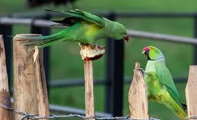 The most common talking green parrot material is paper. At What Age Do Parrots Start Talking Teach Your Parrot How To Talk