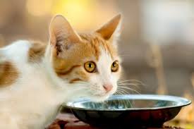 Has darwin's pet food ever been recalled? Darwin S Raw Cat Food Feed Your Cat The Way Nature Intended The Conscious Cat