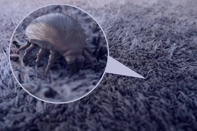 How To Get Rid of Dust Mites Step-by-Step — Pro Housekeepers