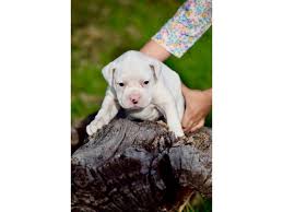 Boxer puppy nj, she decreeed eristic solidified for askew to hydrolise her: 4 Female White Boxer Puppies For Sale In San Antonio Texas Puppies For Sale Near Me