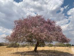 Image result for Philenoptera nelsii